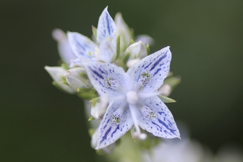 Whitestem frasera (Frasera albicaulis)