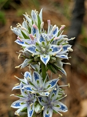 Whitestem frasera (Frasera albicaulis)