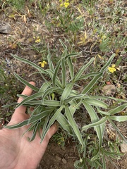 Whitestem frasera (Frasera albicaulis)