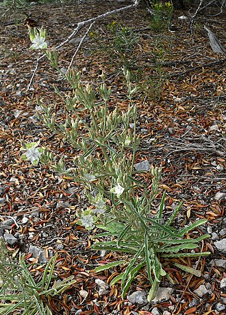 Desert frasera: Frasera albomarginata on the North Loop trail east of Mummy Mountain, Spring Mountains , southern Nevada
