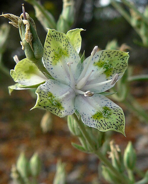 Desert frasera: Frasera albomarginata on the North Loop trail east of Mummy Mountain, Spring Mountains , southern Nevada