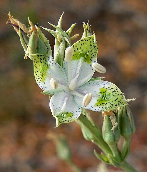 Desert frasera: Frasera albomarginata on the North Loop trail east of Mummy Mountain, Spring Mountains , southern Nevada