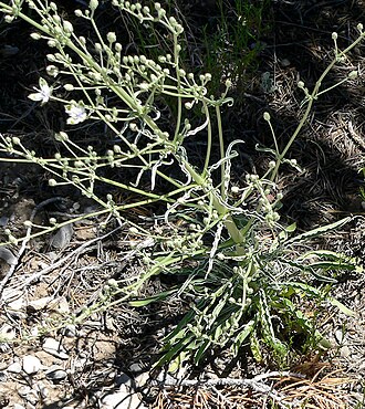 Desert frasera: Frasera albomarginata in Lee Canyon , Spring Mountains , southern Nevada