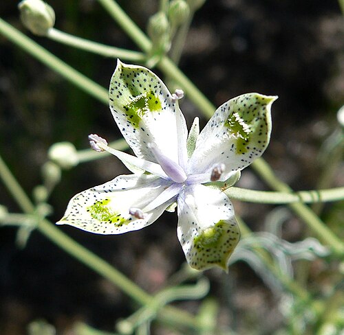 Desert frasera: Frasera albomarginata in Lee Canyon , Spring Mountains , southern Nevada