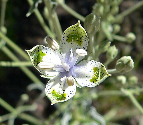 Desert frasera: Frasera albomarginata in Lee Canyon , Spring Mountains , southern Nevada