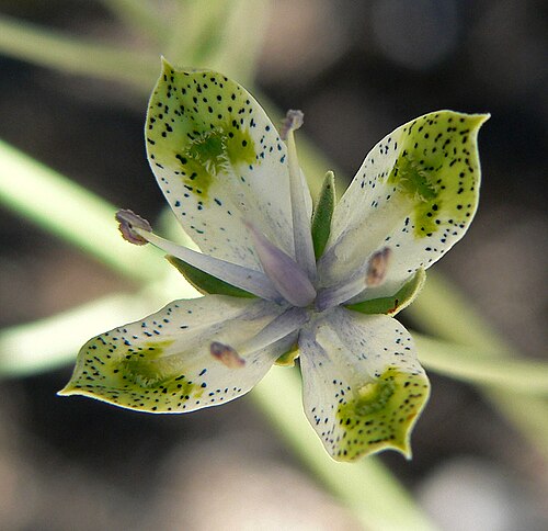 Desert frasera: Frasera albomarginata in Lee Canyon , Spring Mountains , southern Nevada