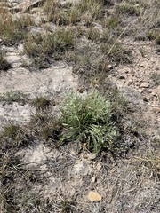 Colorado frasera (Frasera coloradensis)