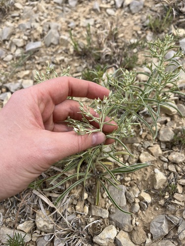Colorado frasera (Frasera coloradensis)
