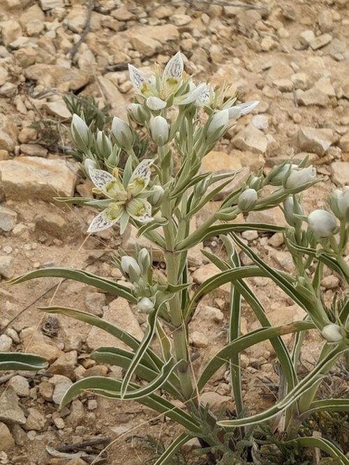 Colorado frasera: Frasera coloradensis blooming in Las Animas County, Colorado, US