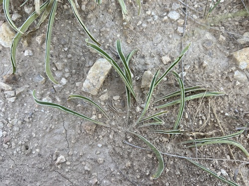 Colorado frasera (Frasera coloradensis)