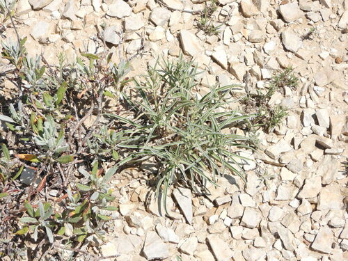 Colorado frasera (Frasera coloradensis)