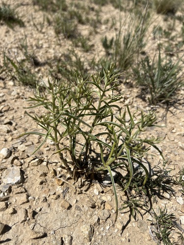 Colorado frasera (Frasera coloradensis)