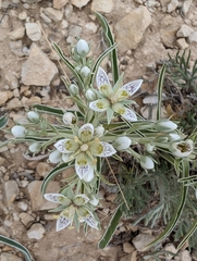 Colorado frasera (Frasera coloradensis)