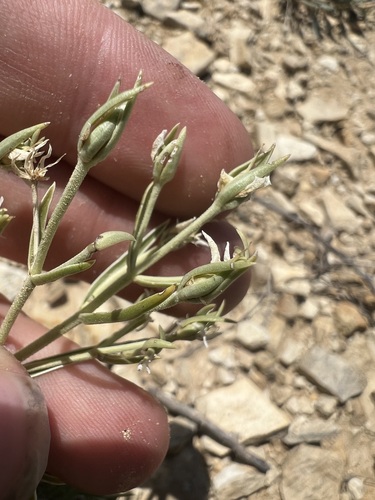 Colorado frasera (Frasera coloradensis)