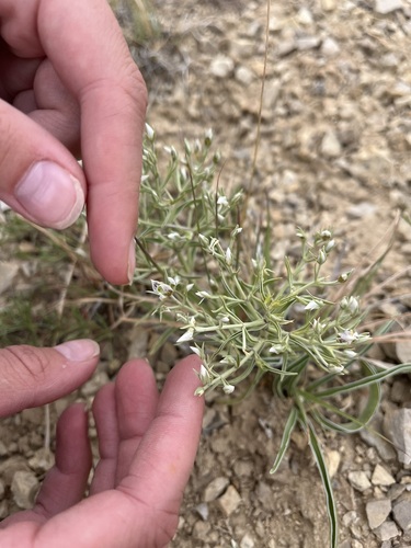 Colorado frasera (Frasera coloradensis)