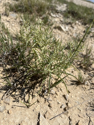 Colorado frasera (Frasera coloradensis)