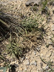 Colorado frasera (Frasera coloradensis)