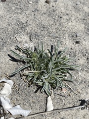 Sunnyside frasera (Frasera gypsicola)