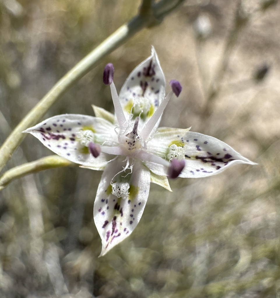 Sunnyside frasera (Frasera gypsicola)
