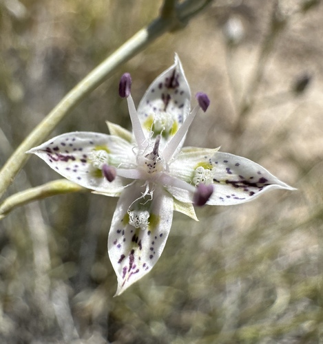 Sunnyside frasera (Frasera gypsicola)