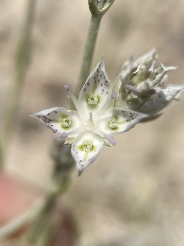 Sunnyside frasera (Frasera gypsicola)