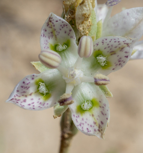 Sunnyside frasera (Frasera gypsicola)