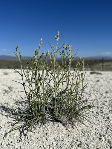 Sunnyside frasera (Frasera gypsicola)