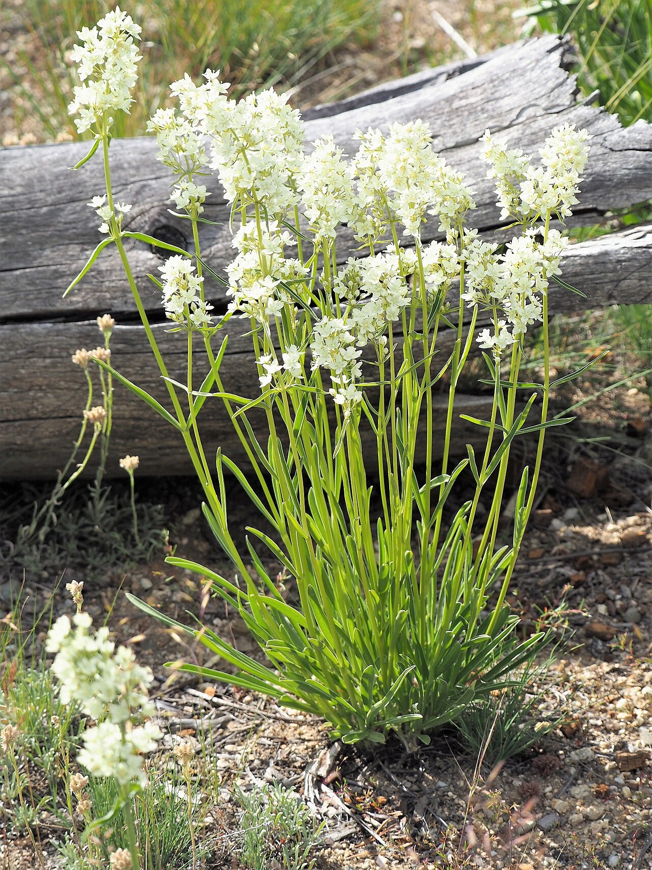 White frasera: White Frasera ( Frasera montana ) in the United States