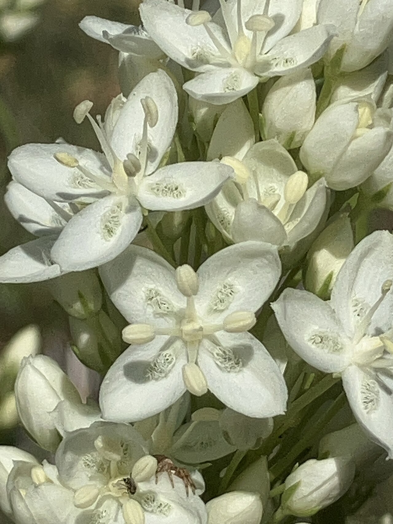 White frasera: White Frasera ( Frasera montana ) in the United States