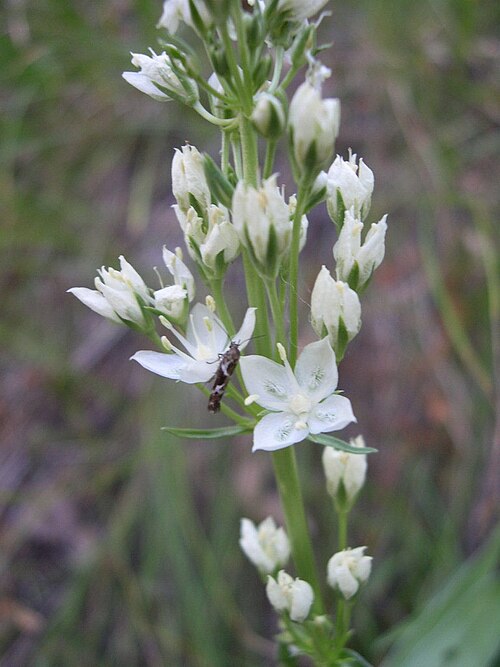 White frasera: Frasera montana in NW Nevada