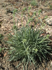 Pine green gentian (Frasera neglecta)