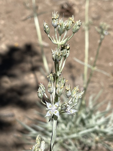 Pine green gentian (Frasera neglecta)