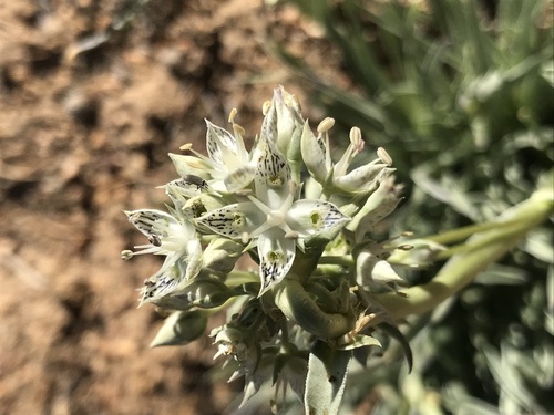 Pine green gentian (Frasera neglecta)