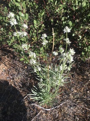 Pine green gentian (Frasera neglecta)