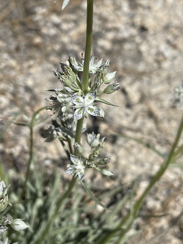 Pine green gentian (Frasera neglecta)