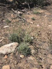 Pine green gentian (Frasera neglecta)