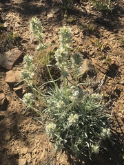 Pine green gentian (Frasera neglecta)