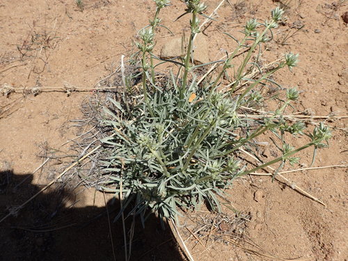 Pine green gentian (Frasera neglecta)