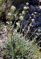 Pine green gentian (Frasera neglecta)