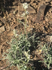 Pine green gentian (Frasera neglecta)