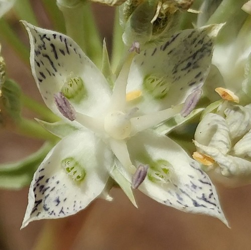 Pine green gentian (Frasera neglecta)