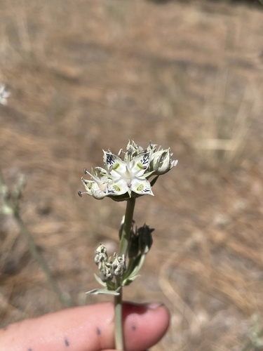 Pine green gentian (Frasera neglecta)