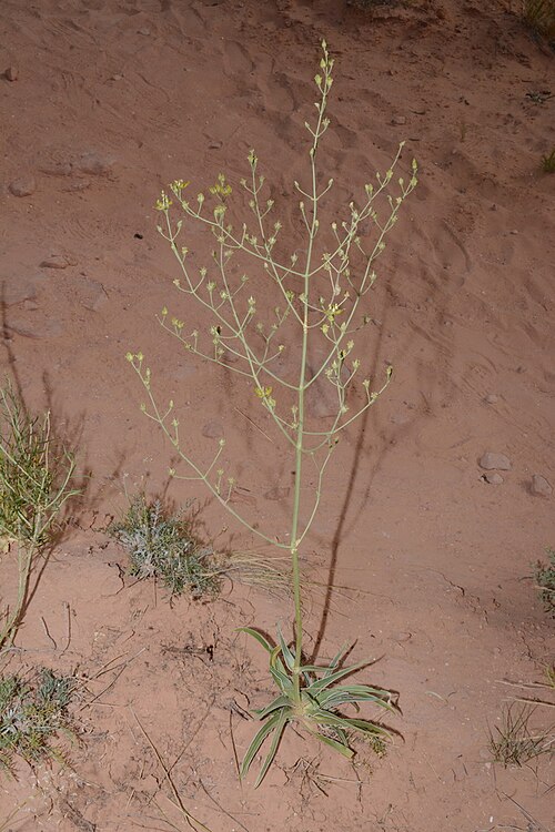 Tufted frasera: Frasera paniculata in bloom
