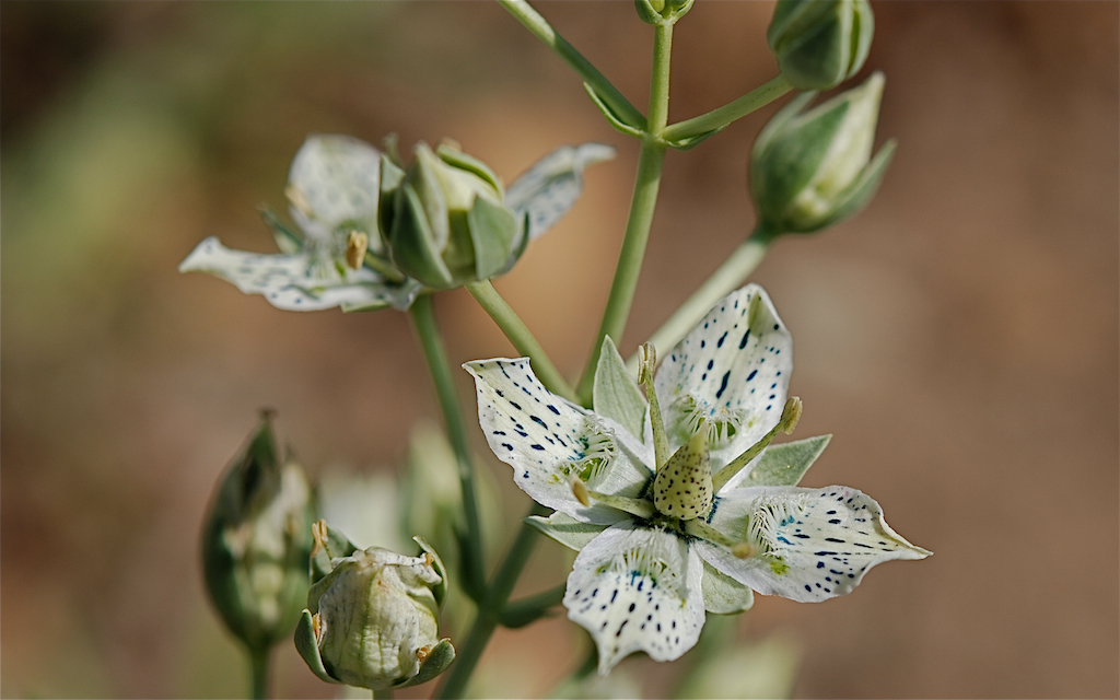 Coahuila frasera: Swertia parryi (Parry's green gentian). Picture taken at Rancho Santa Ana Botanic Garden, Claremont (California, USA).