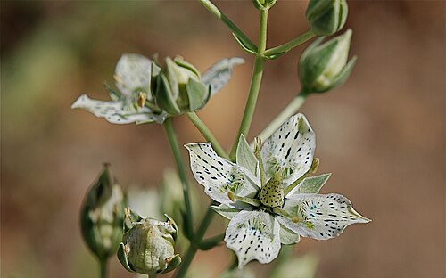 Coahuila frasera: Swertia parryi (Parry's green gentian). Picture taken at Rancho Santa Ana Botanic Garden, Claremont (California, USA).