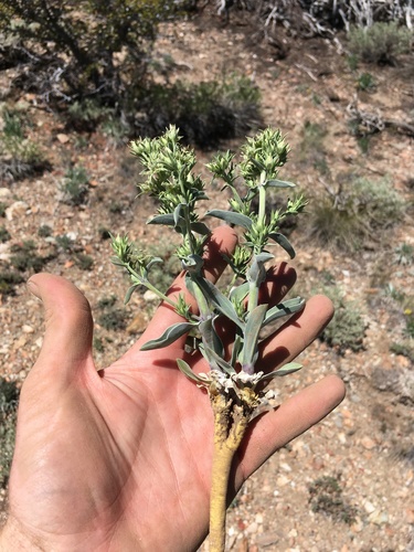 Inyo frasera (Frasera puberulenta)