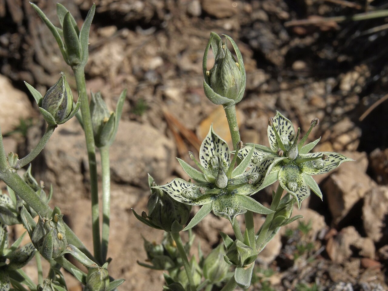 Inyo frasera: Inyo green gentian, Frasera puberulenta, Schulman Grove, White Mountains, Inyo National Forest, elevation 3100 m