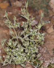 Inyo frasera (Frasera puberulenta)