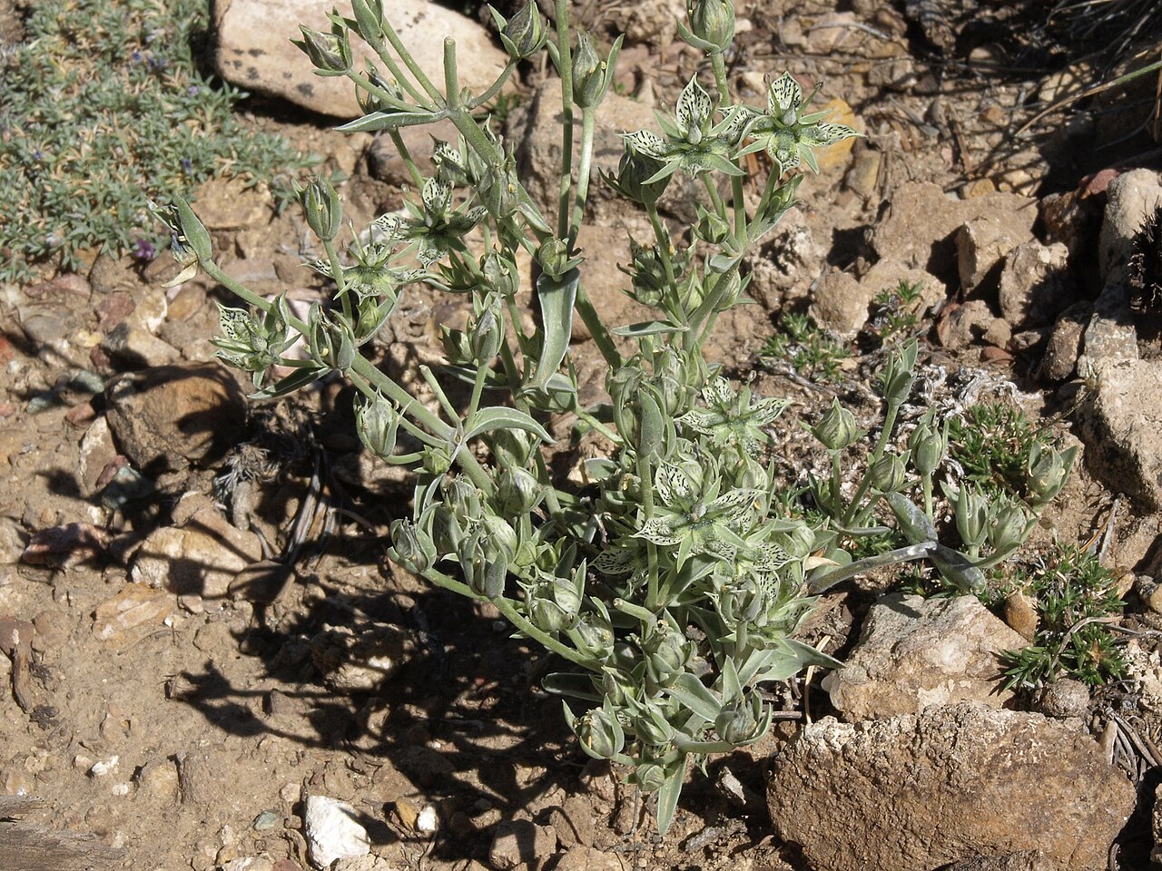 Inyo frasera: Inyo green gentian, Frasera puberulenta, Schulman Grove, White Mountains, Inyo National Forest, elevation 3100 m (10175 ft). Also visible are mat milkvetch (Ast