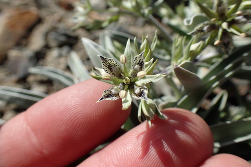 Inyo frasera (Frasera puberulenta)